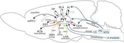 The Function of Paraventricular Thalamic Circuitry in Adaptive Control of Feeding Behavior